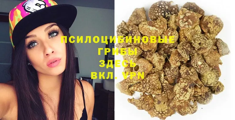 закладки  блэк спрут ССЫЛКА  Псилоцибиновые грибы Psilocybe  Солнечногорск 